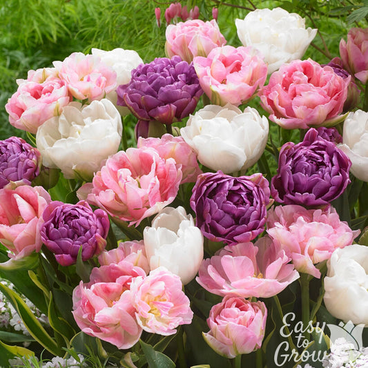 mixed colors in pink, purple and white double-flowering tulips