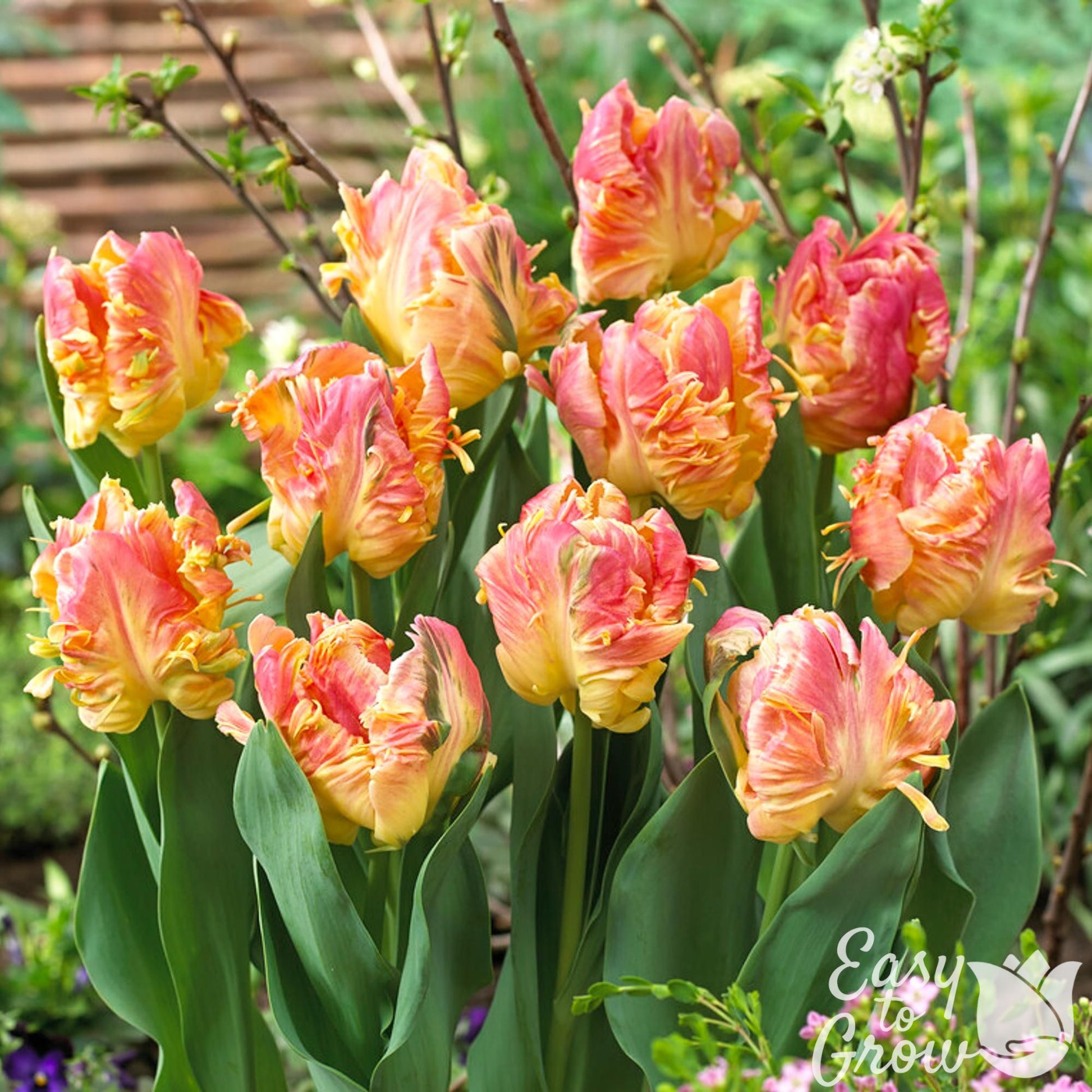 coral pink and yellow parrot tulip blooms
