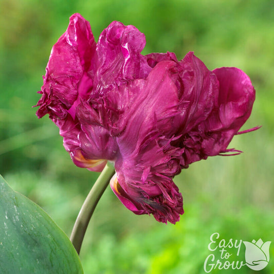 Magenta purple parrot tulip bloom