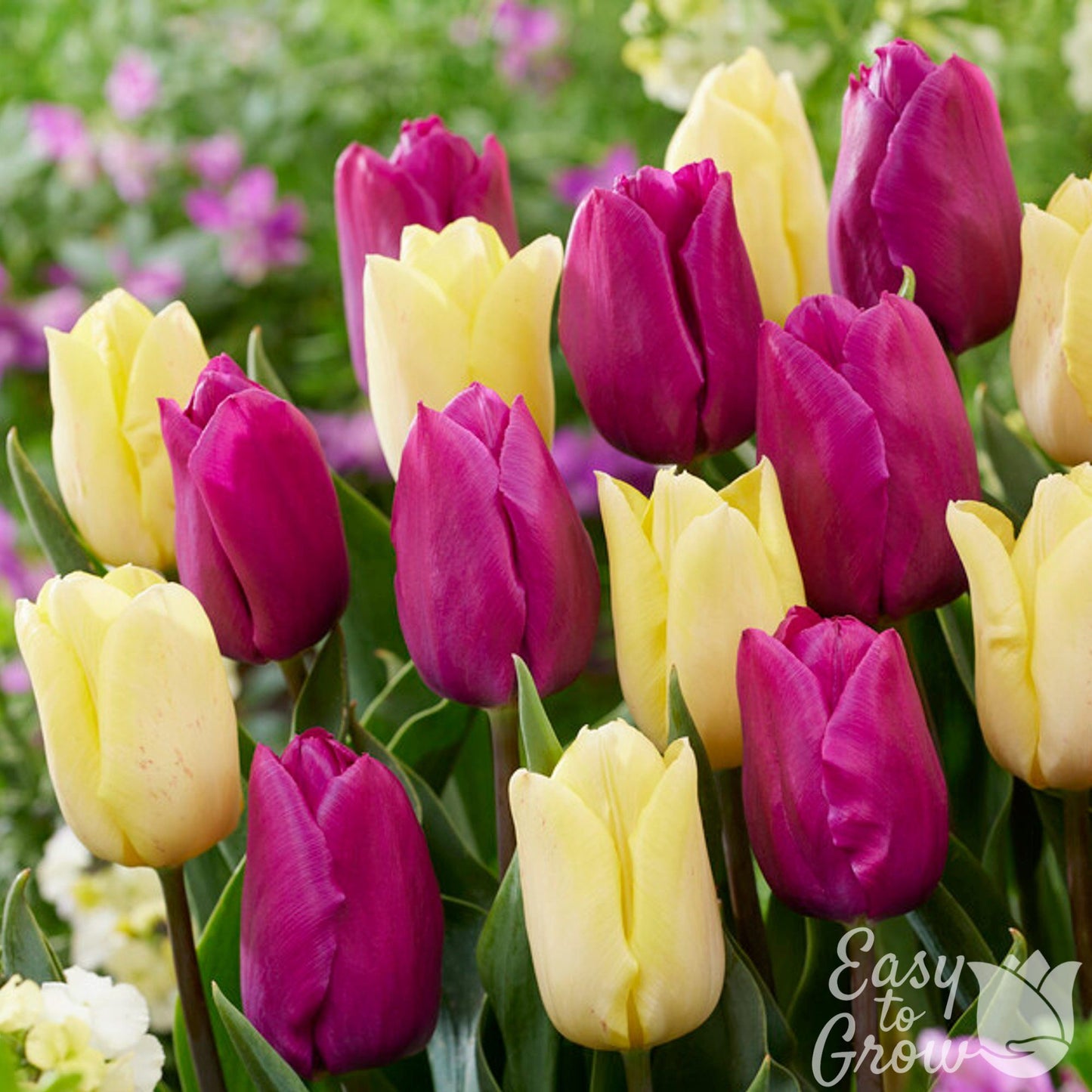 mixed purple and yellow tulip blooms