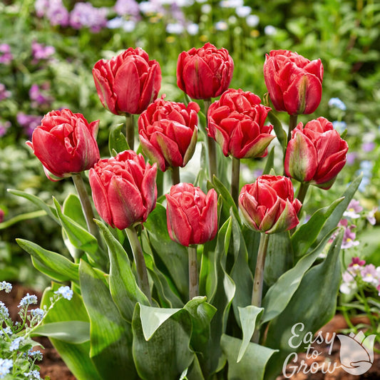 red double-flowering tulip blooms