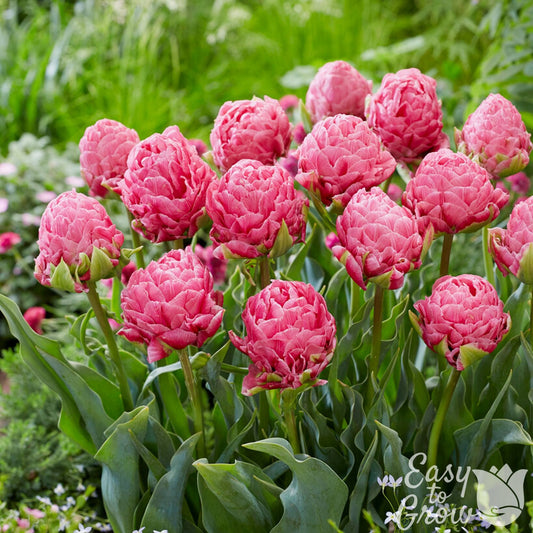 stunning full pink blooms of Tulip Strawberry Cream