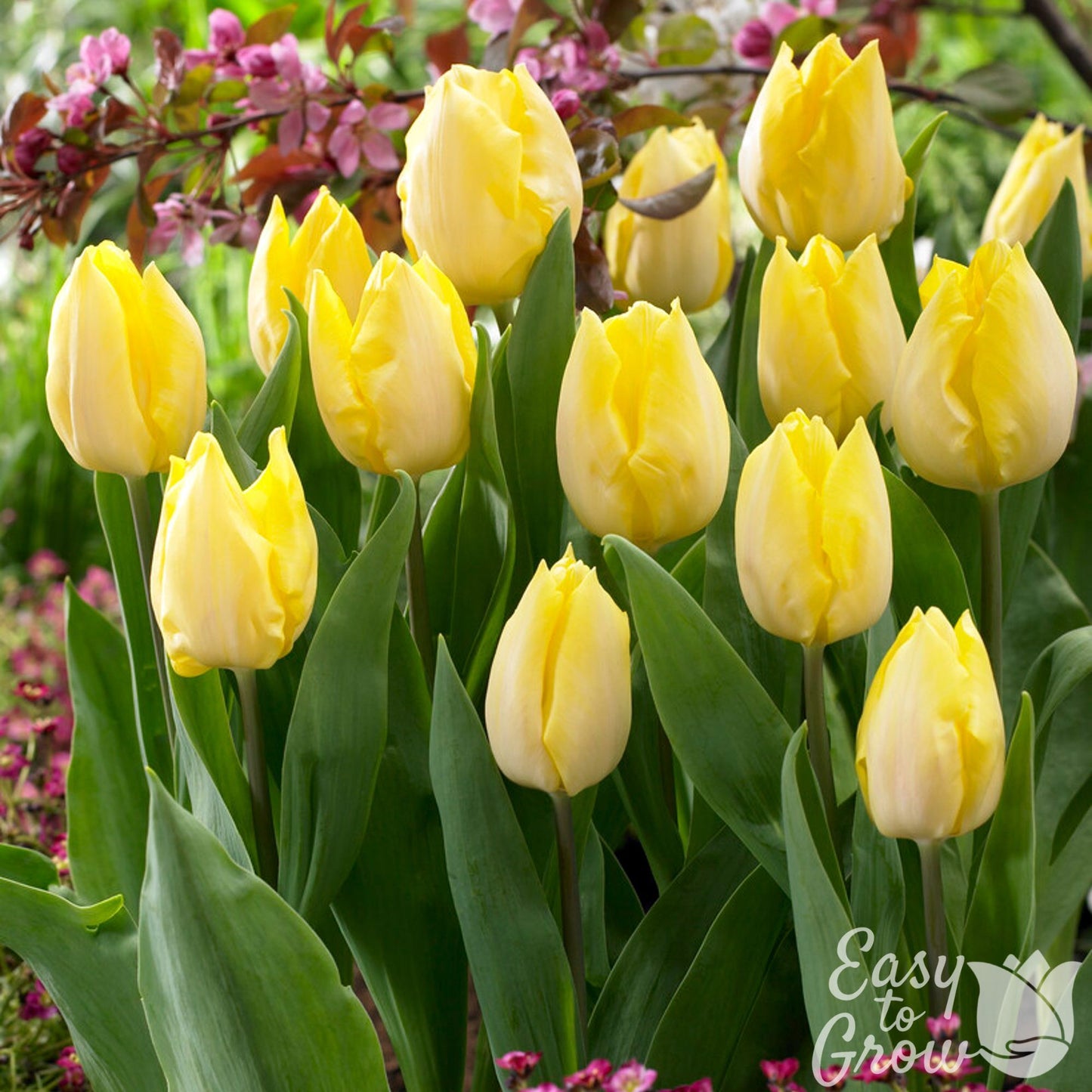 sunny yellow tulip blooms