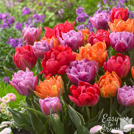 Colorful mix of orange, red and purple double tulips