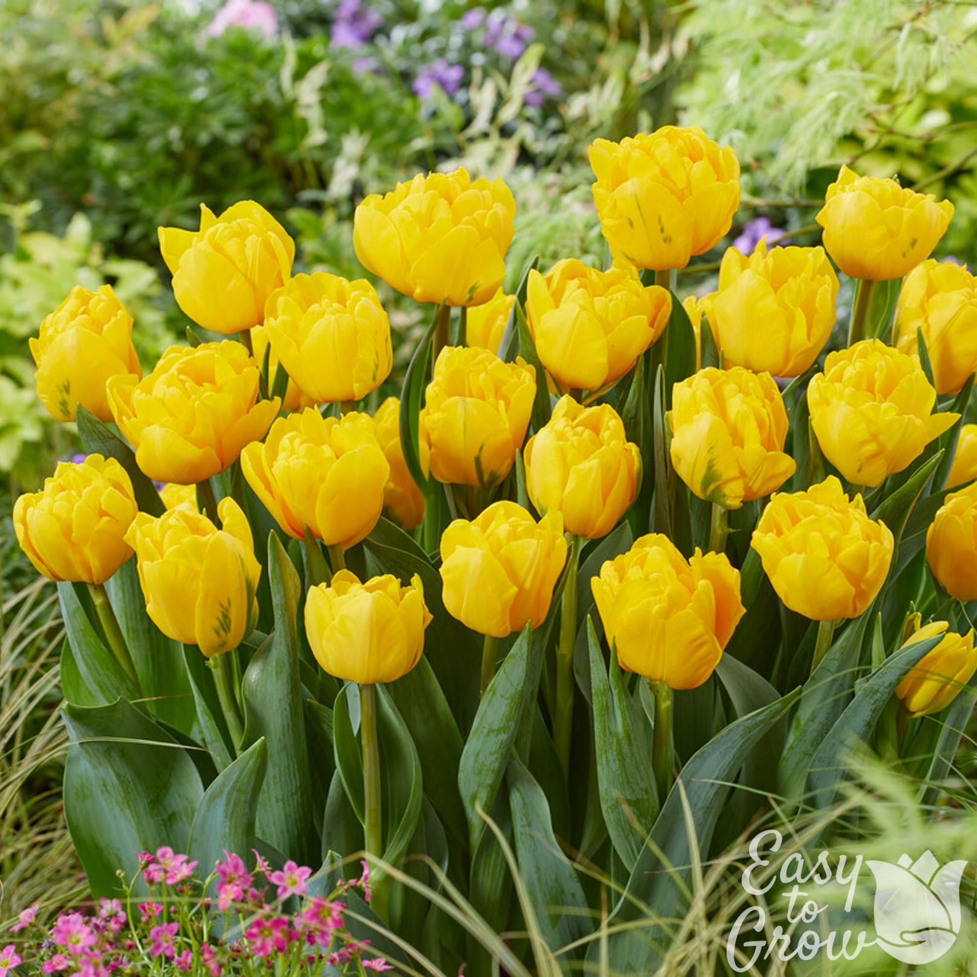Sunny yellow double-flowering tulip blooms