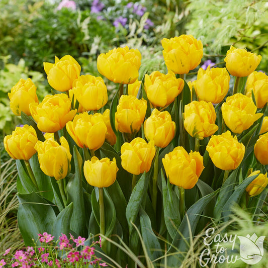 Sunny yellow double-flowering tulip blooms