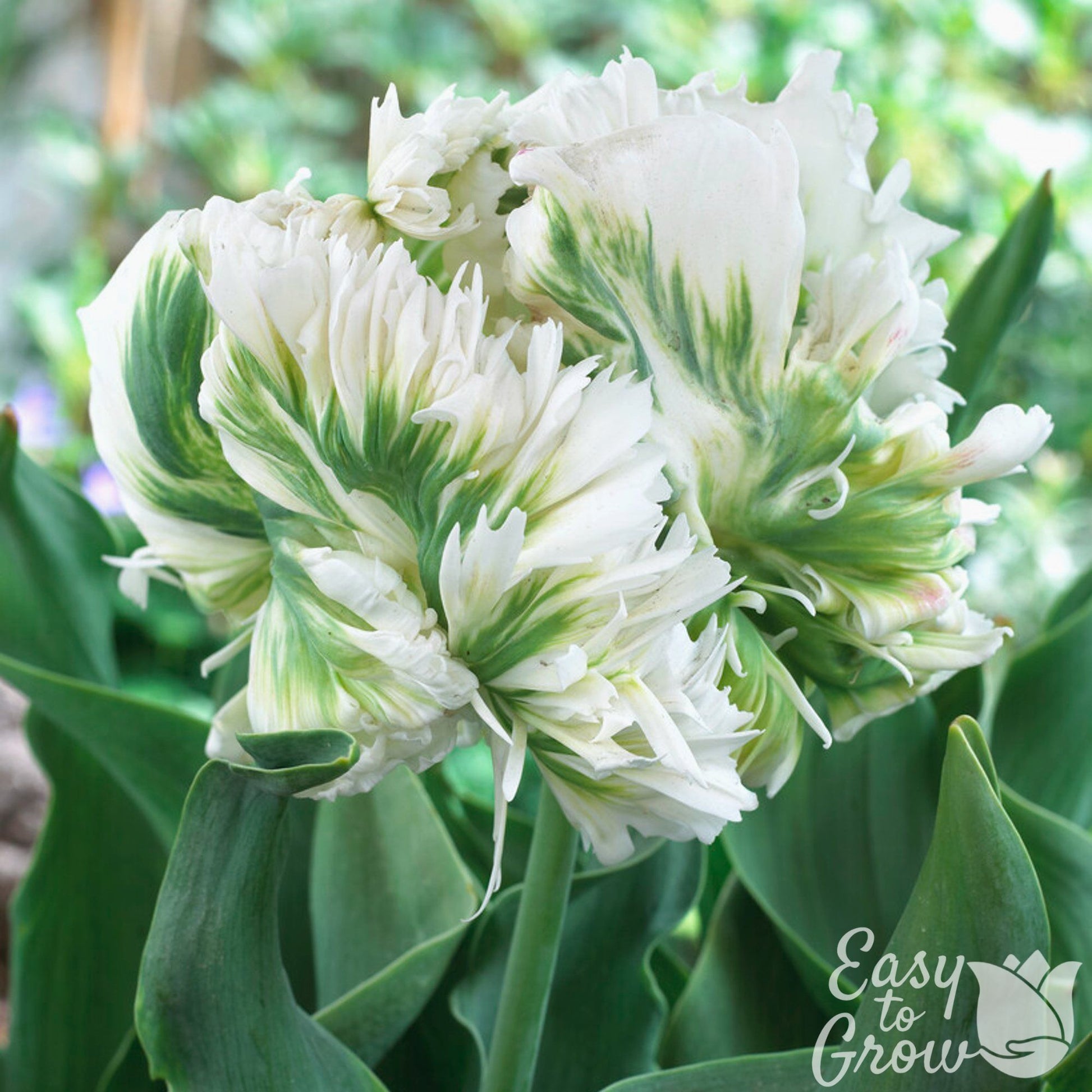 white and green parrot tulip bloom