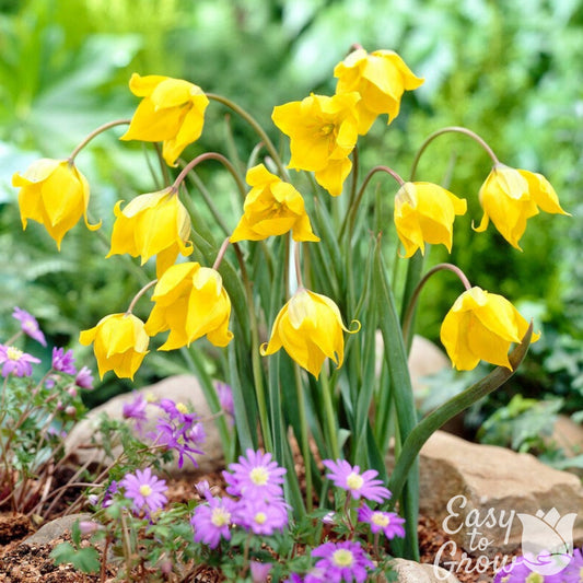 delicate yellow blooms tulip sylvestris