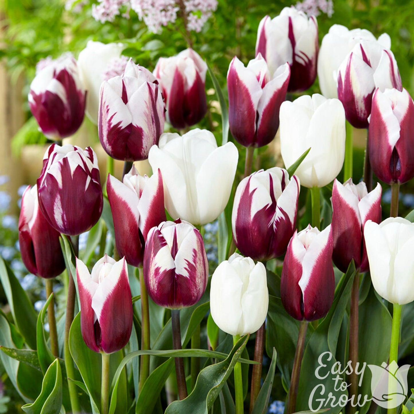 mixed deep maroon and white tulip blooms