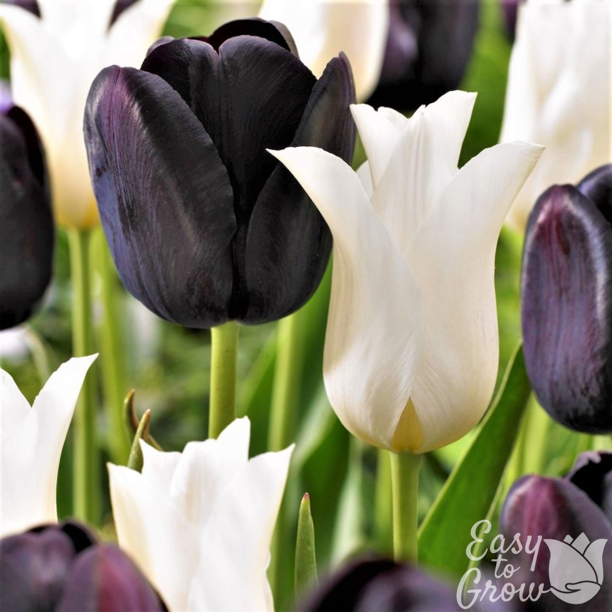 Contrasting Dark Purple and White Tulip blooms