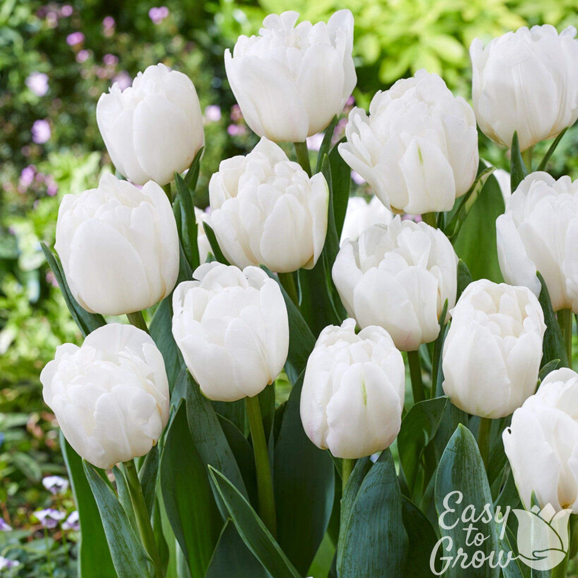 White Blooms of Tulip White Foxtrot