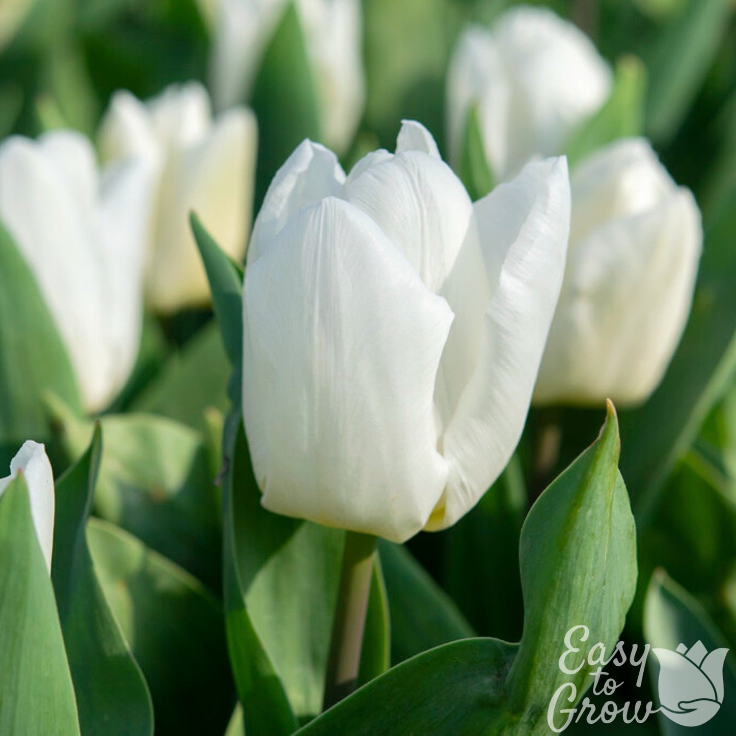 white tulip blooms