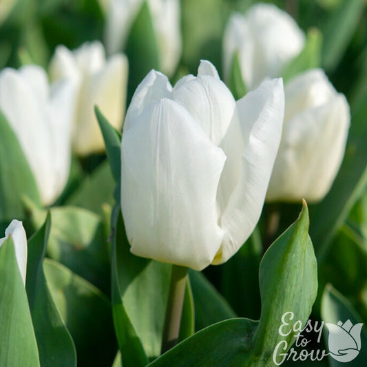white tulip blooms