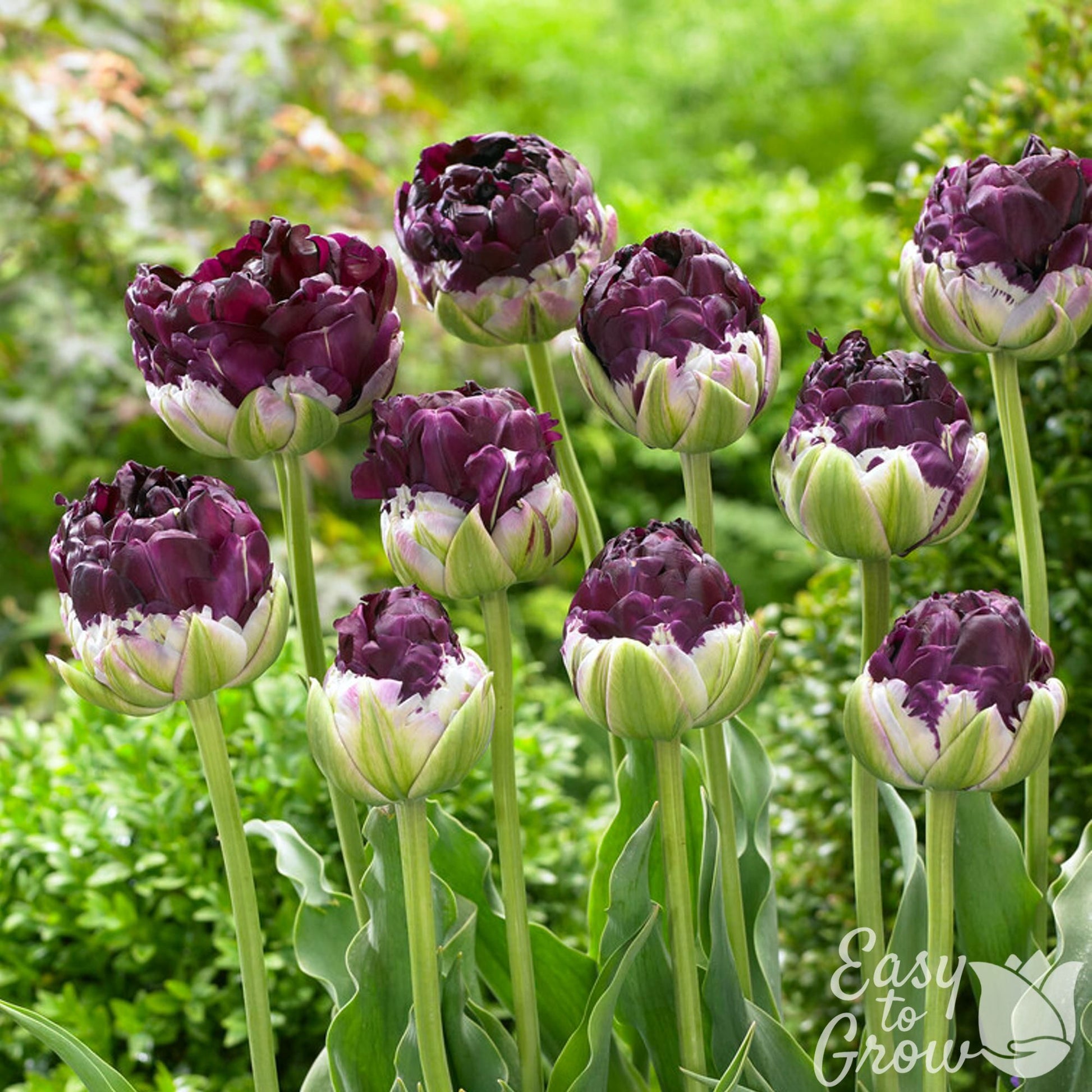 group of full deep purple blooms of Tulip Wow