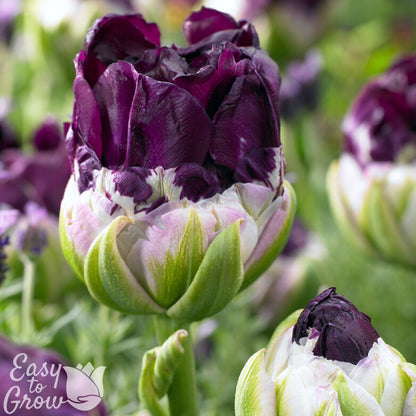 close up of deep purple bloom of Tulip Wow