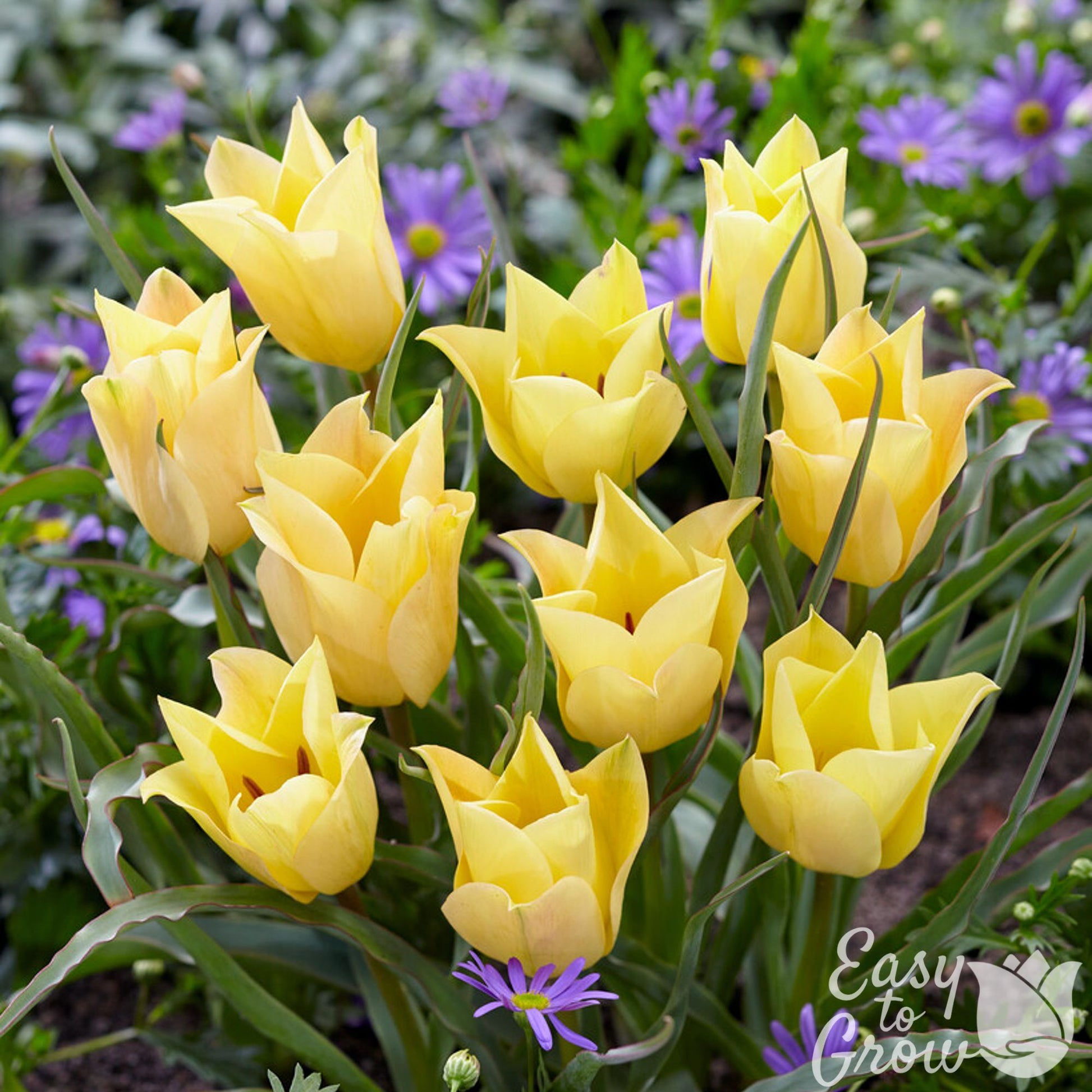 Yellow blooms with a hint of peach of Tulip Bright Gem