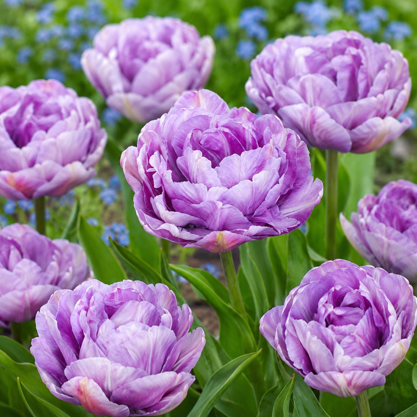 Tulip - Dancing Passion