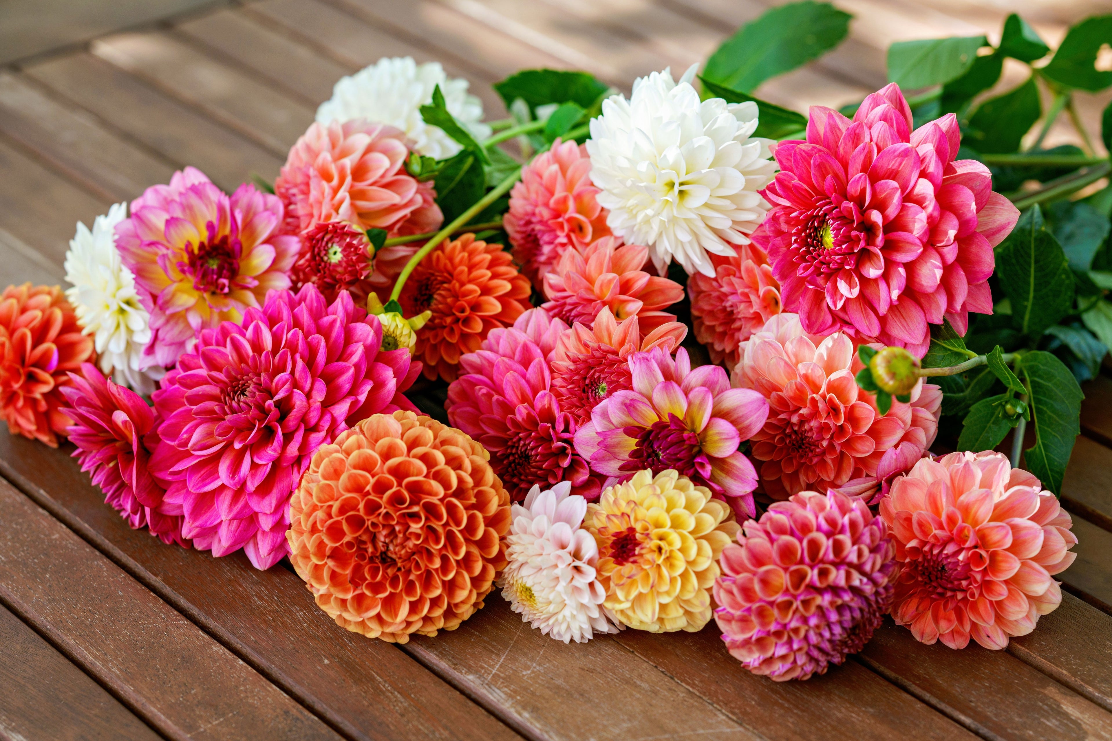 Peony - Double Flowering Mix