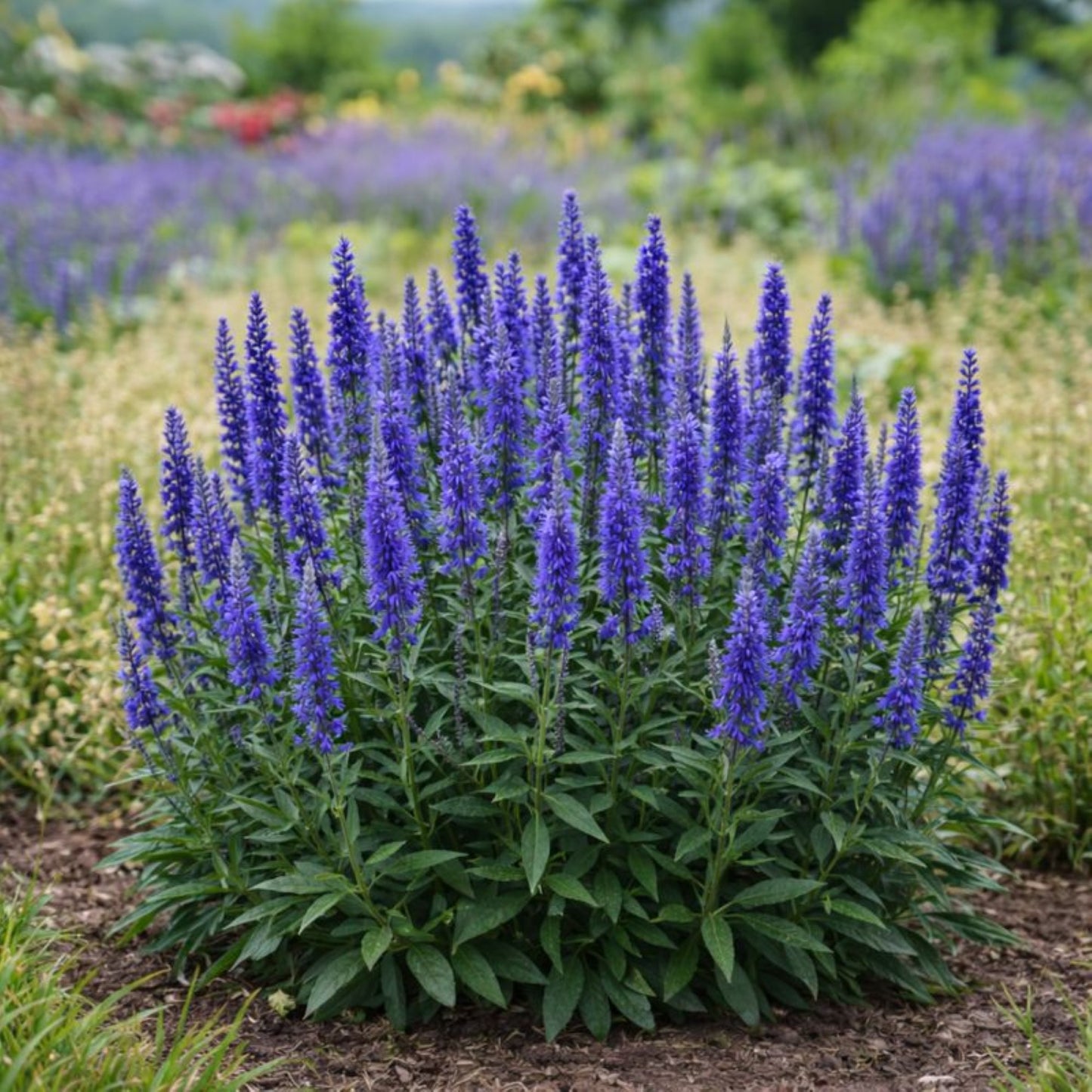 Deep blue-purple blooms of Veronica Moody Blues