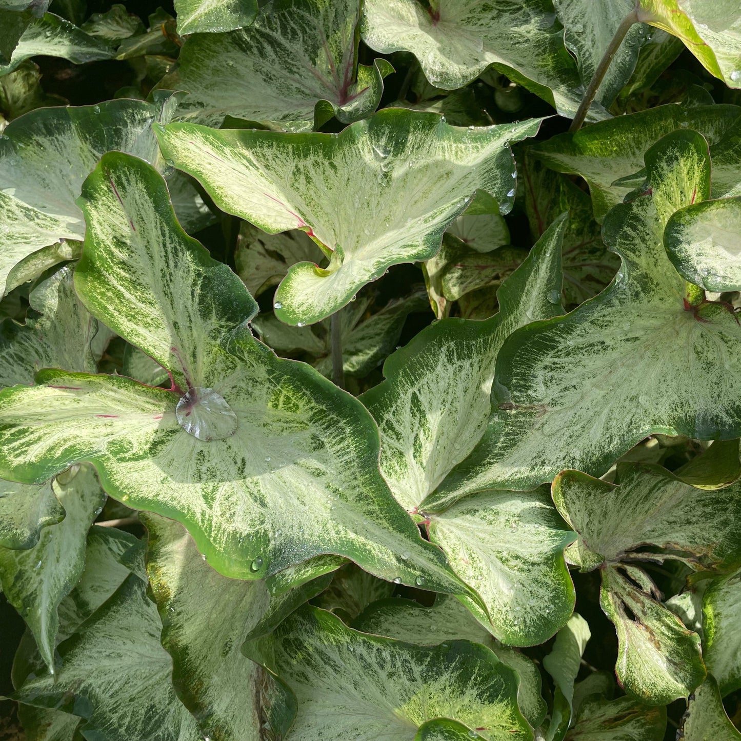 Caladium White Wing in the garden