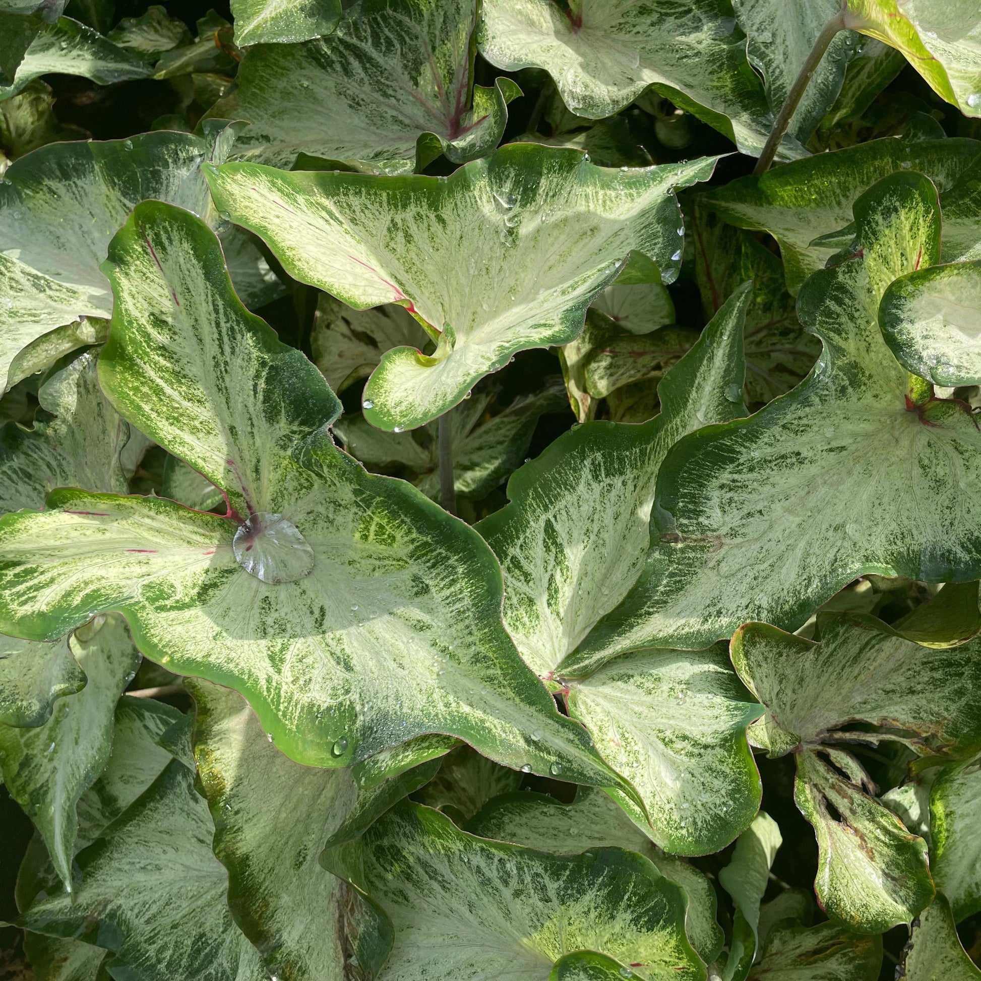 Caladium White Wing in the garden