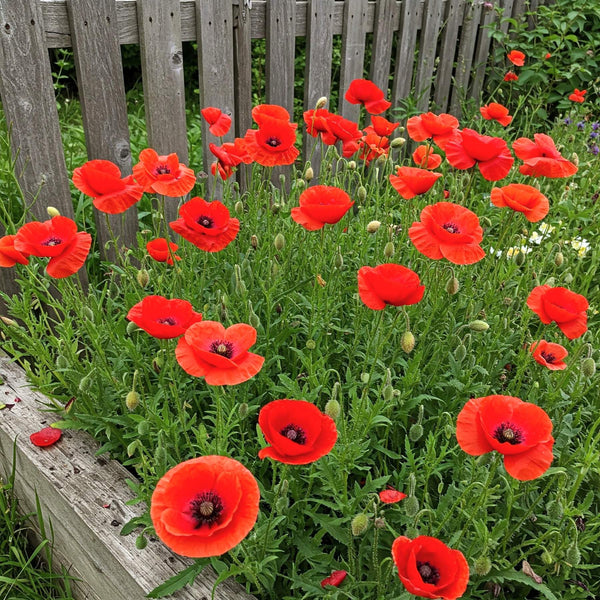 poppy seed from flower Easy to Grow Wild Poppy Seed