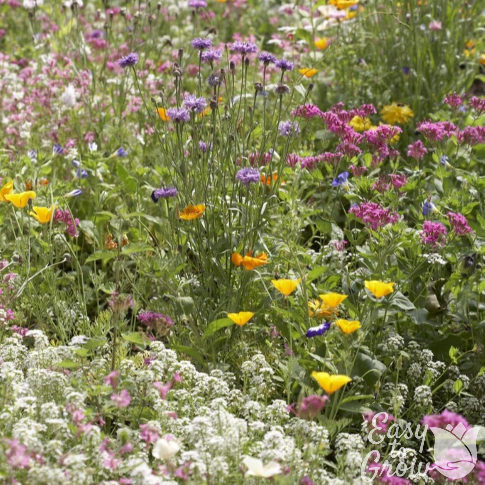 easy to grow wildflower seeds Wildflower Wildlife Mix Seed
