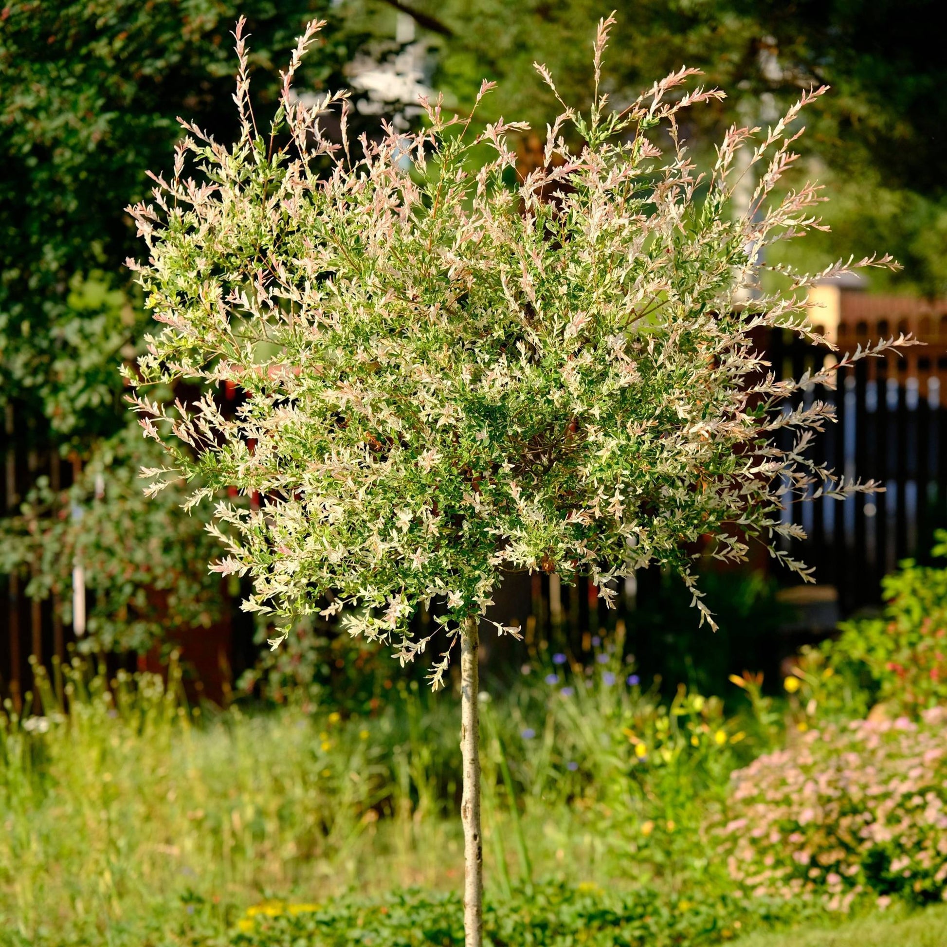 Hakura Nishiki willow tree in garden