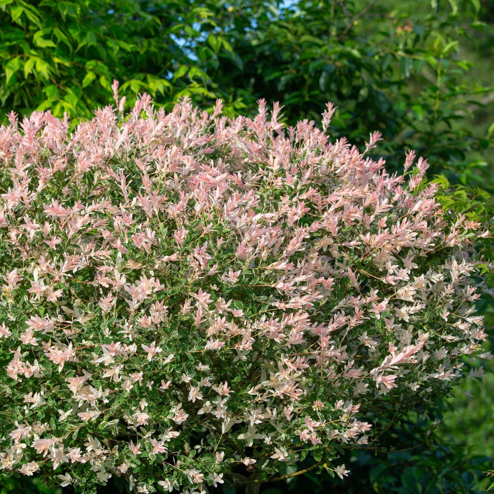 pink tips on foliage of hakura nishiki willow shrub