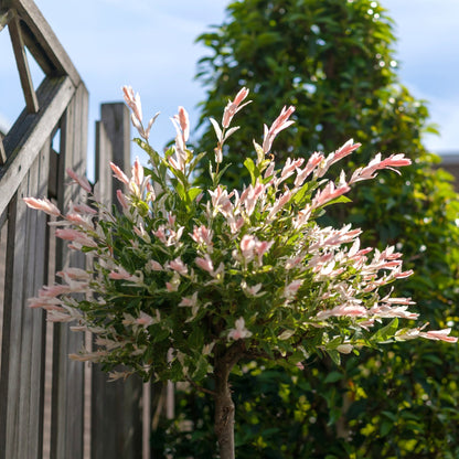 Hakura Nishiki willow planted against a fence