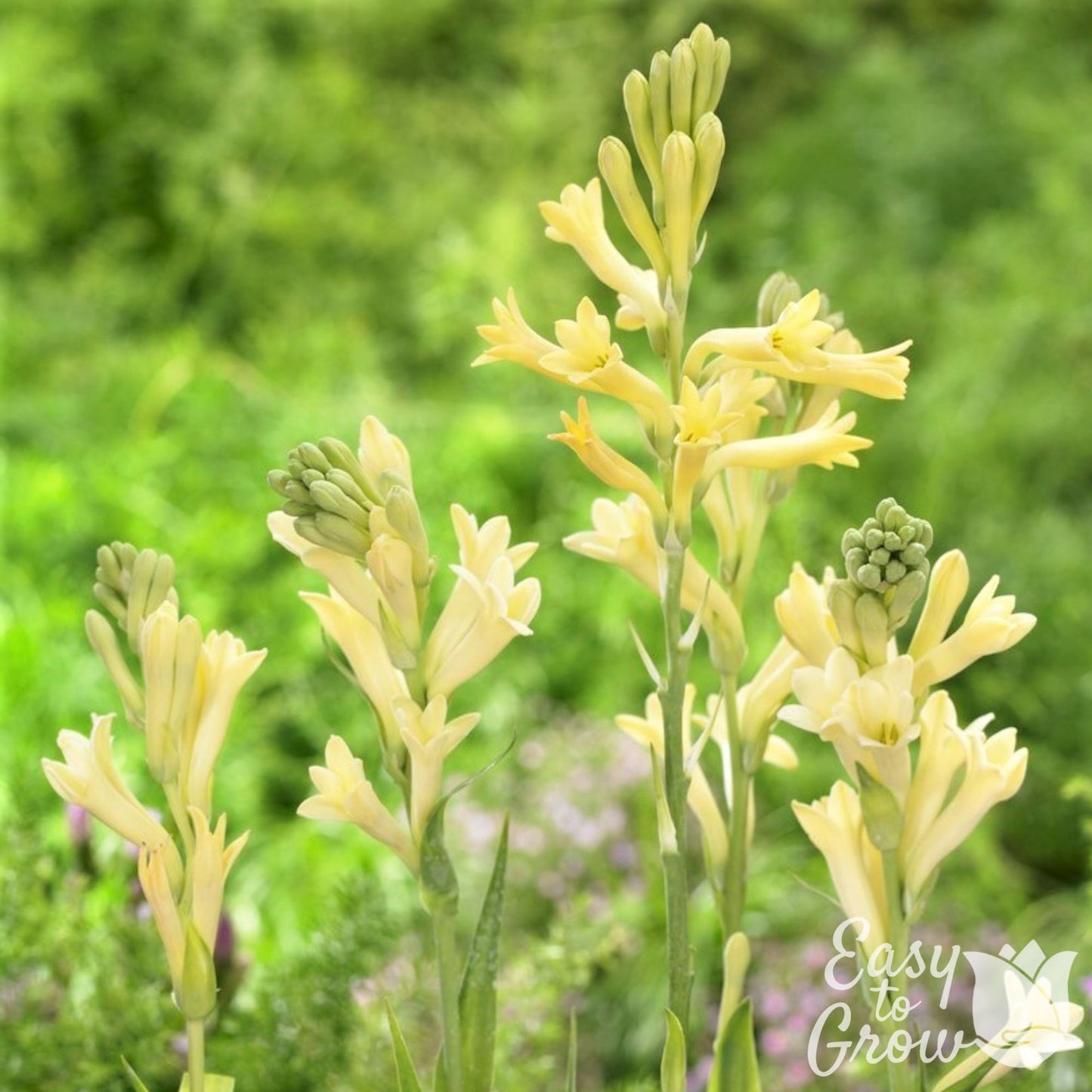 Light yellow tuberose blooms