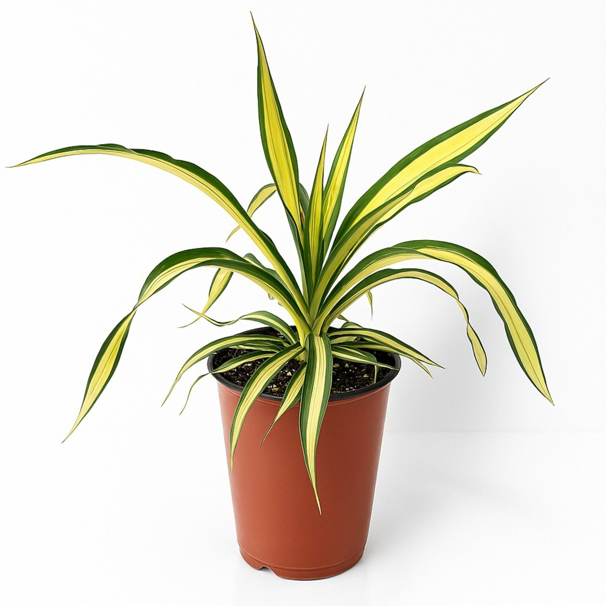 is a yucca cane poisonous to cats Yucca Filamentosa