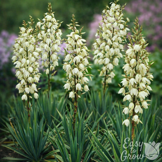 Yucca Ivory Tower blooms above succulent foliage
