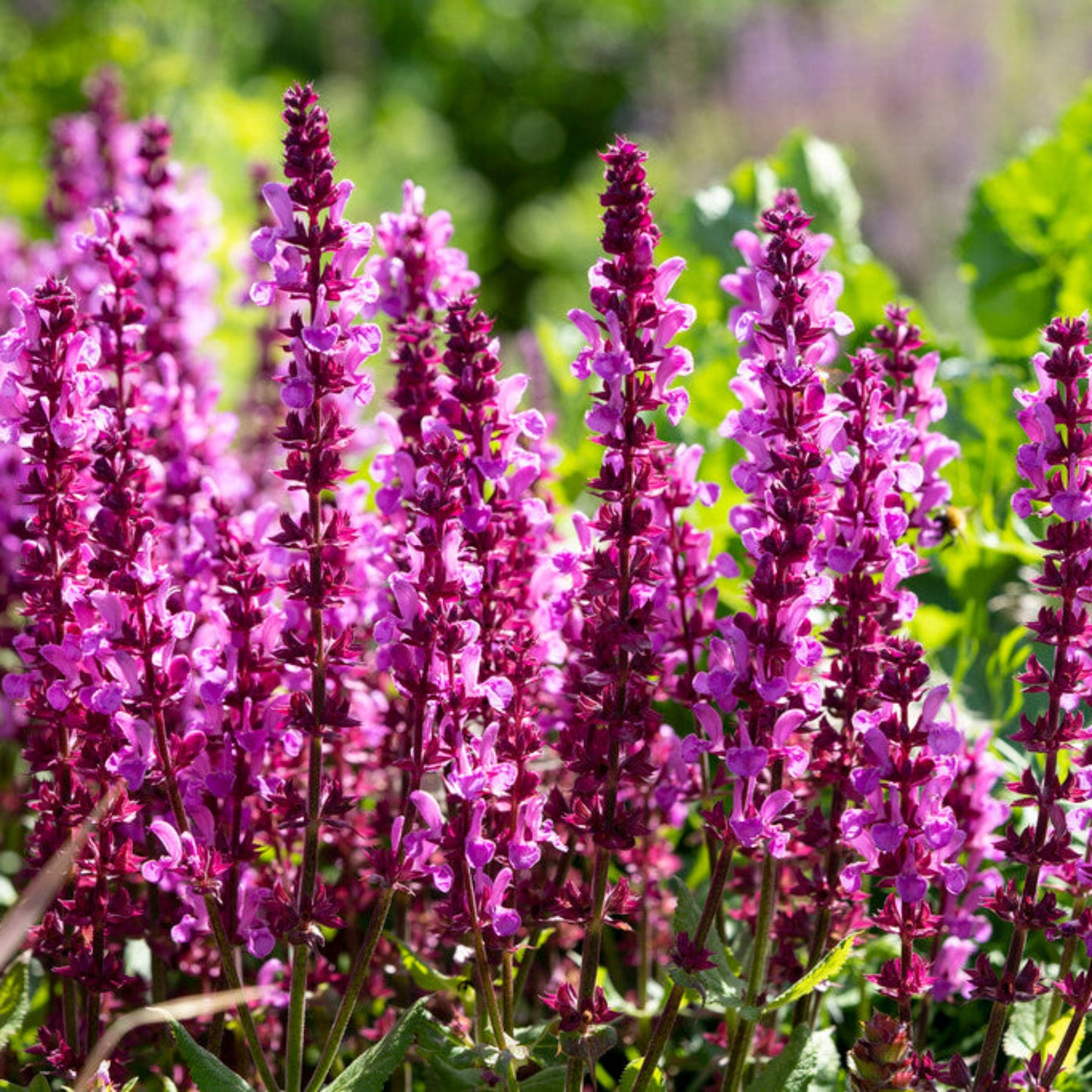 Salvia Lyrical Rose in the garden