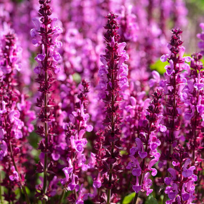 Salvia Lyrical Rose up close
