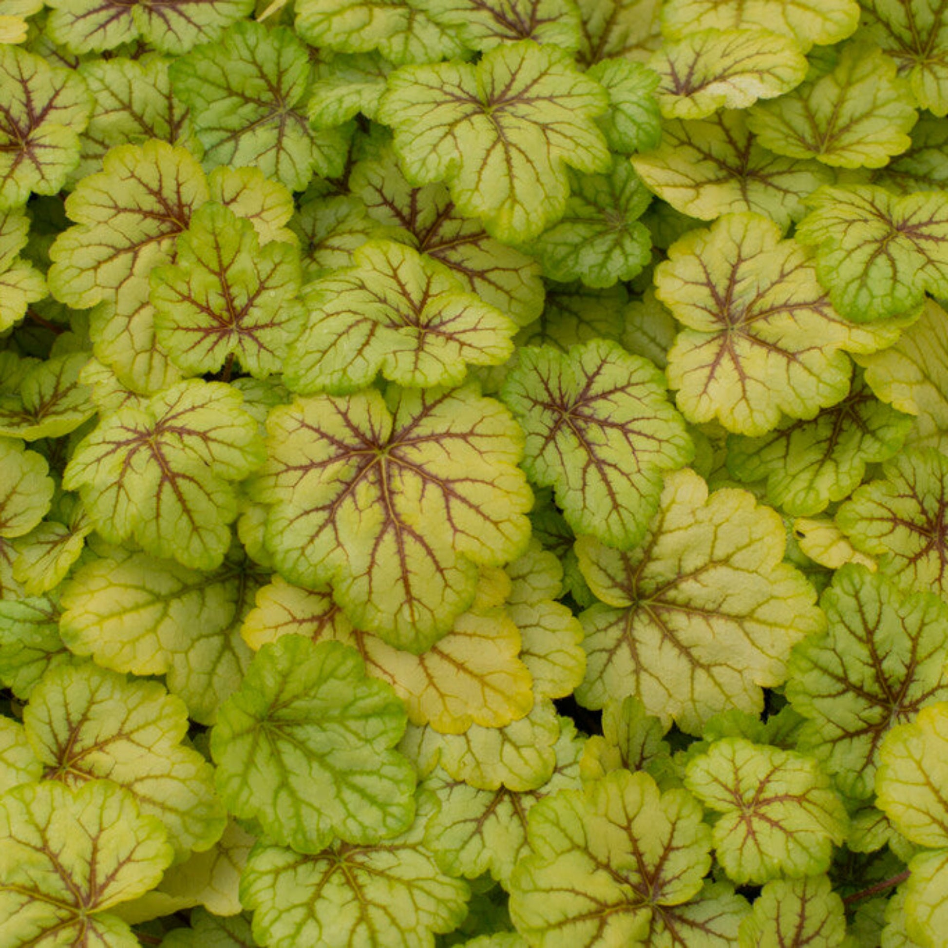 heuchera circus in the garden 