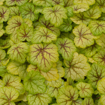 heuchera circus in the garden 