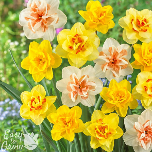 A beautiful mix of double flowering Daffodils