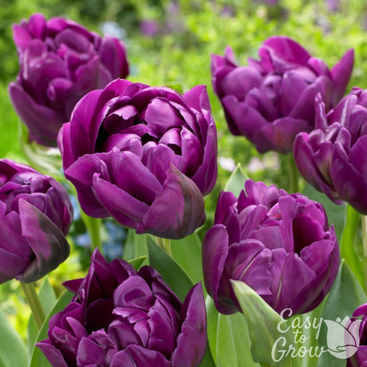 Beautiful Purple Tulip Double Negrita
