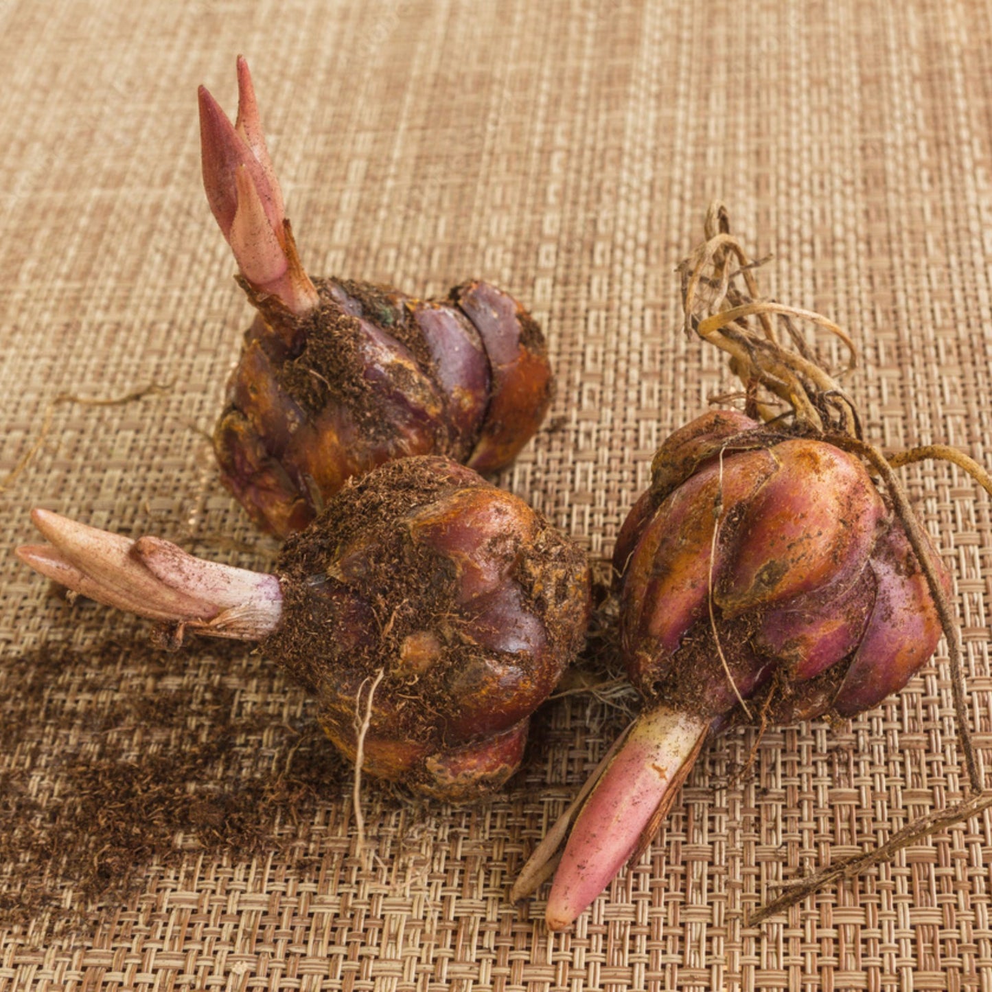 Lilium - Oriental Lily Stargazer