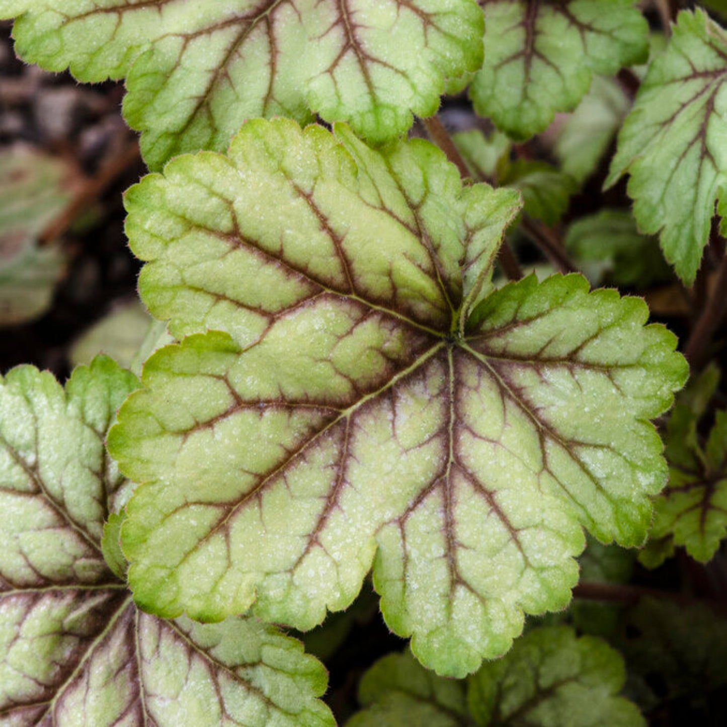 heuchera circus up close in the garden