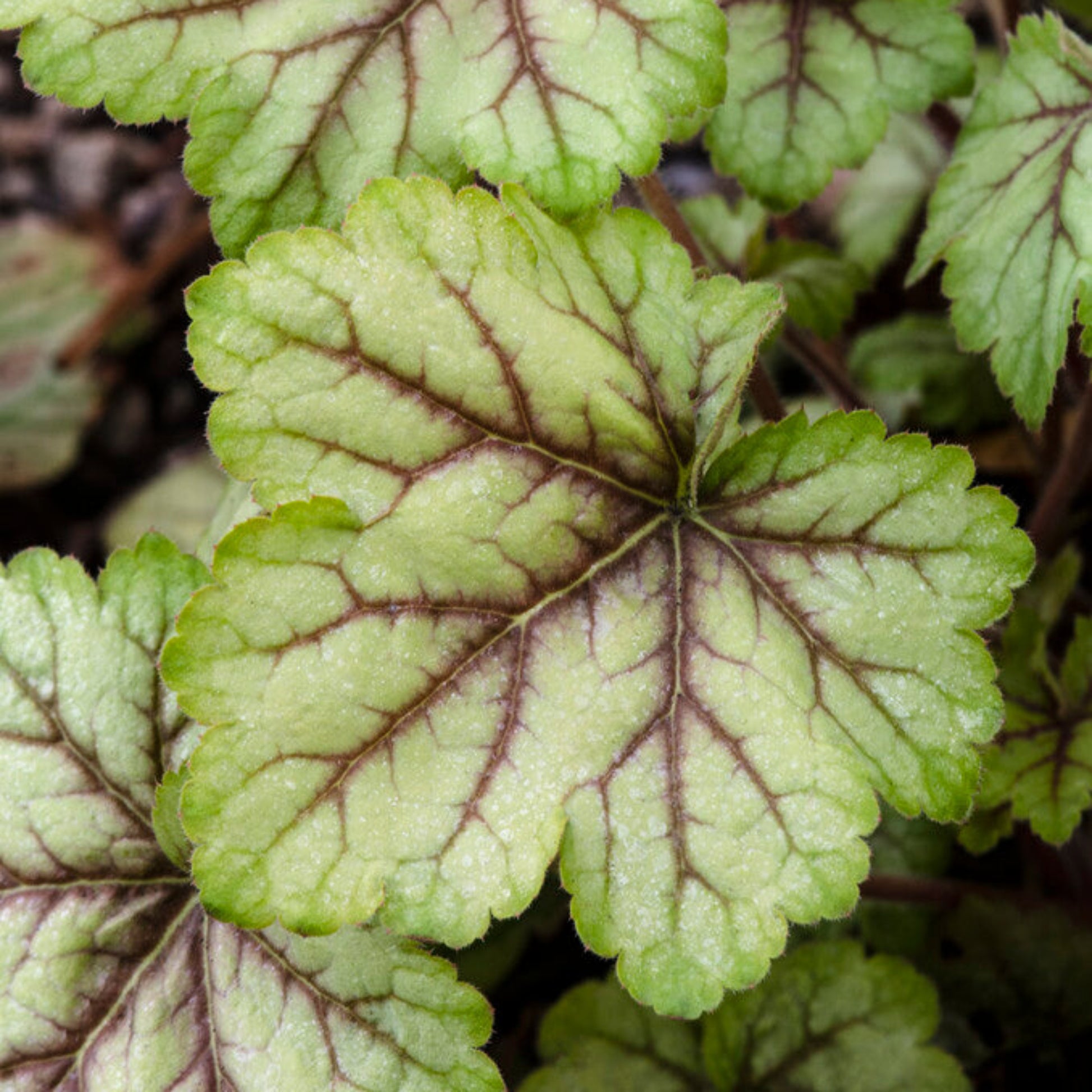 heuchera circus up close in the garden