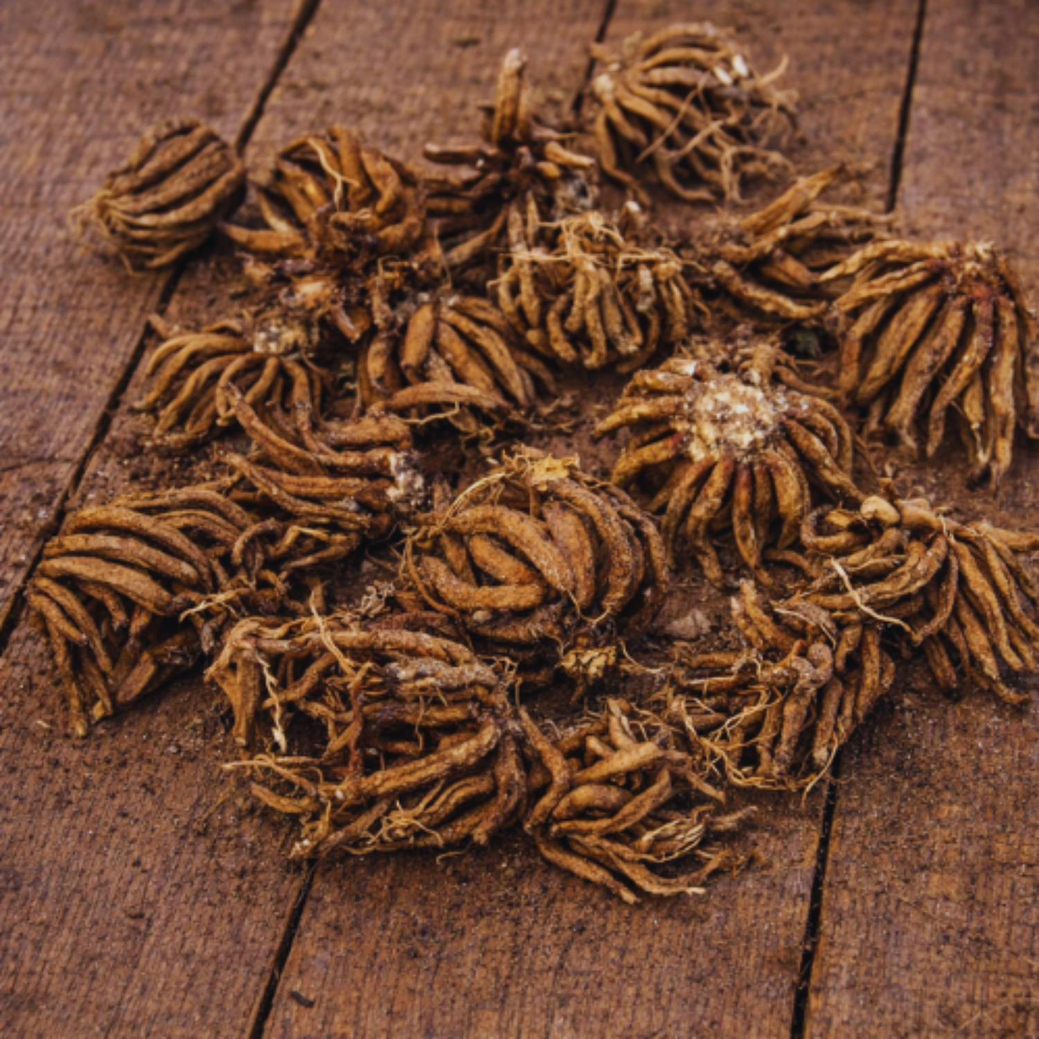 ranunculus bulbs wood table 