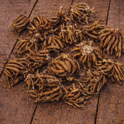 ranunculus bulbs wood table 