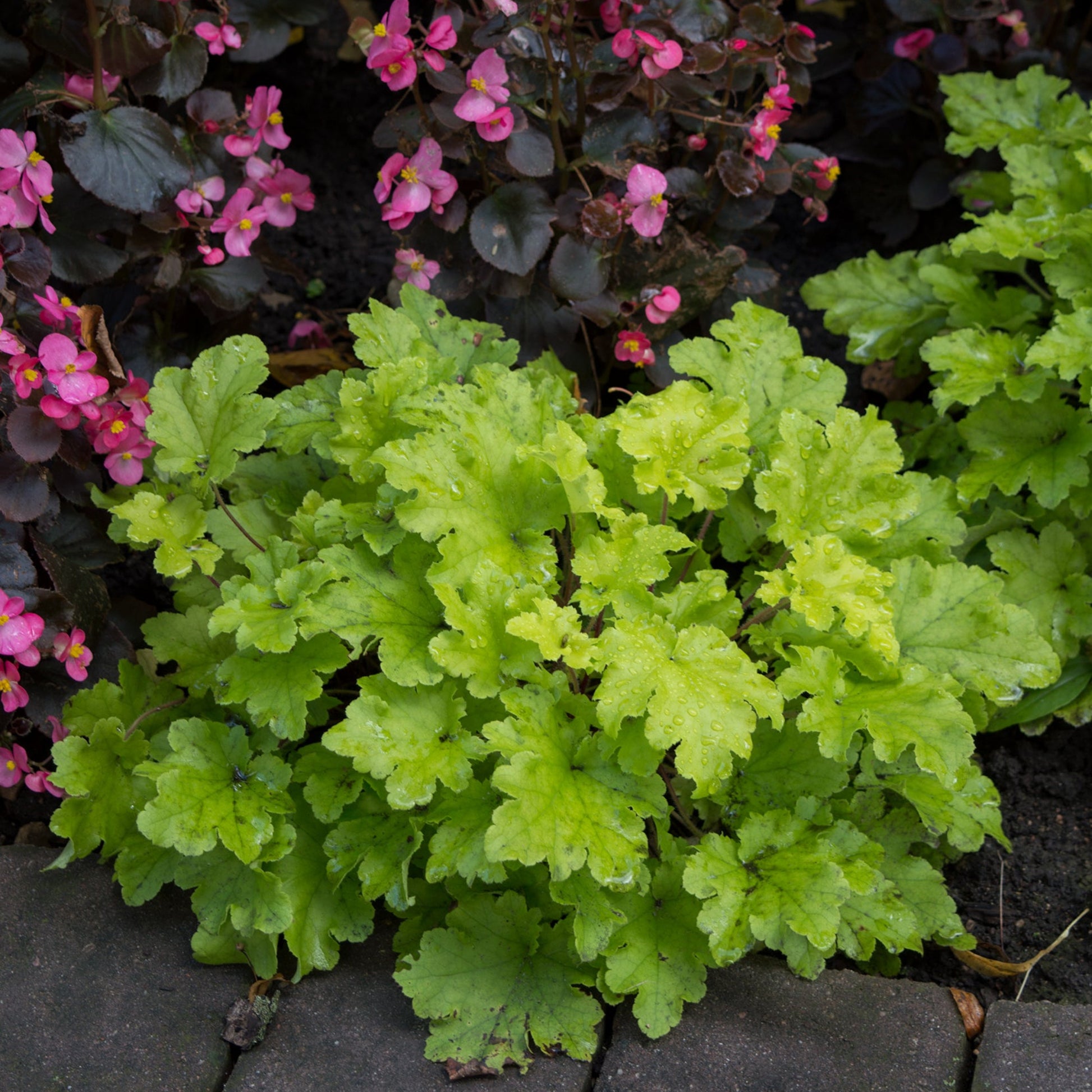 Heuchera Lime Marmalade with pink flowers