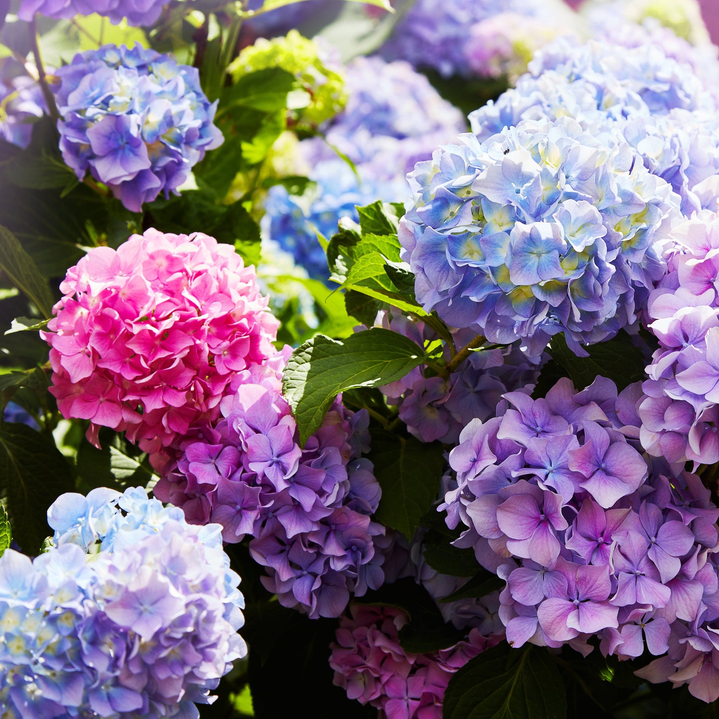 Hydrangea Endless Summer® The Original in bloom