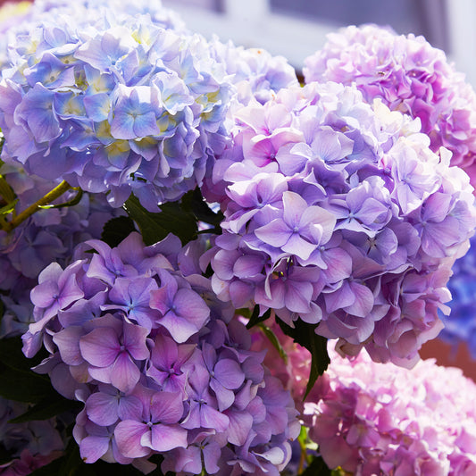 Hydrangea Endless Summer® The Original in the garden