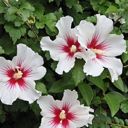 Hibiscus syr First Editions Bali in the garden