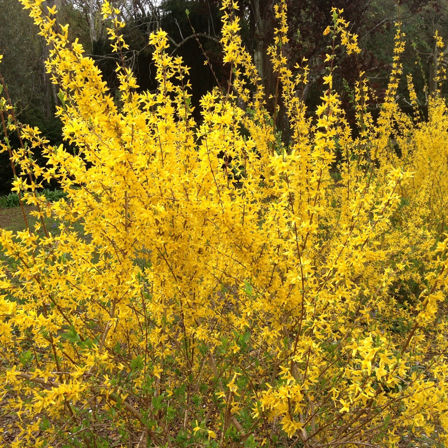 Forsythia First Editions Spring Fling in the garden