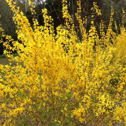 Forsythia First Editions Spring Fling in the garden